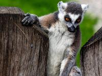 Katta Lemur